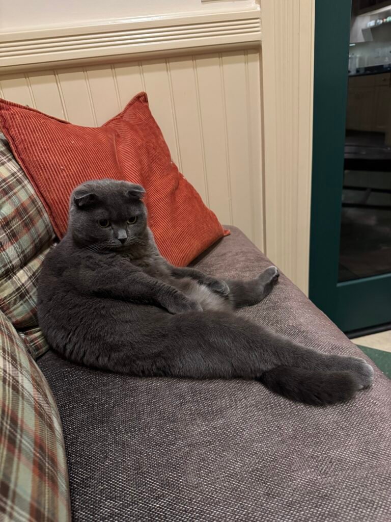 gray cat sitting on couch named Cecilia Woo belonging to ballerina Madeline Woo
