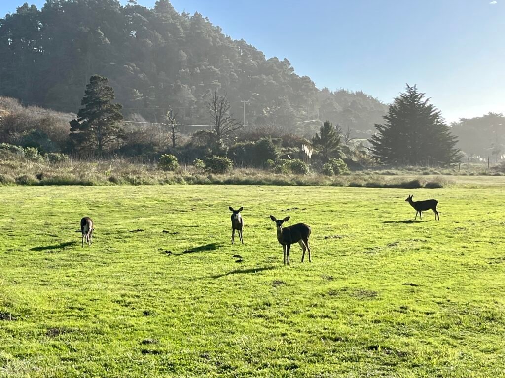 deer grazing on the property