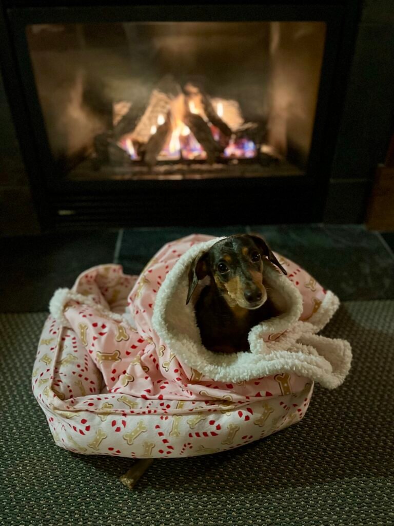 author's dog in front of the fireplace